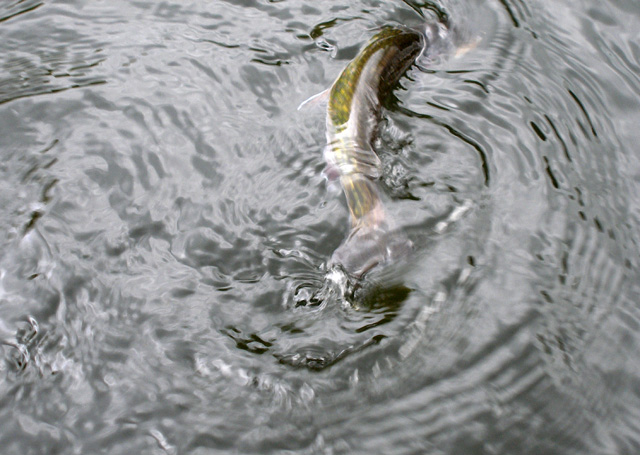 Fighting Brook Trout